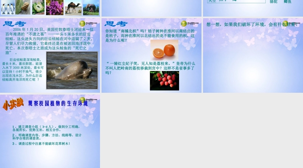 七年级生物上册 生物生存的环境课件 苏科版 课件