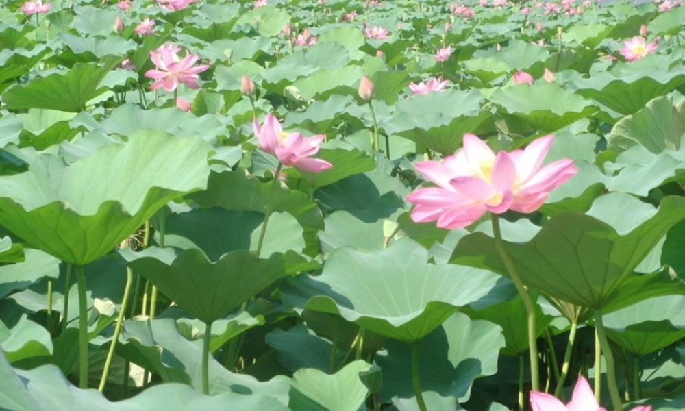 天津市高一语文(苏幕遮)课件