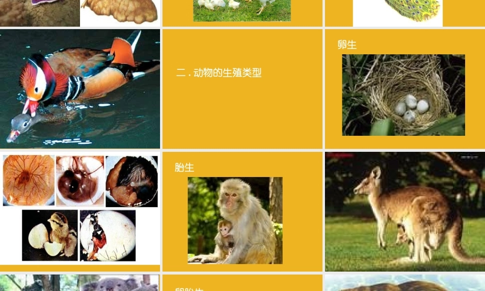 八年级科学下册 第八章第一节动物的有性生殖2课件 华东师大版 课件