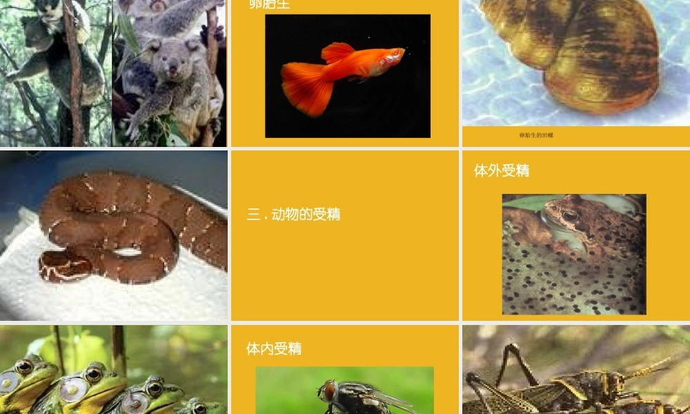 八年级科学下册 第八章第一节动物的有性生殖2课件 华东师大版 课件