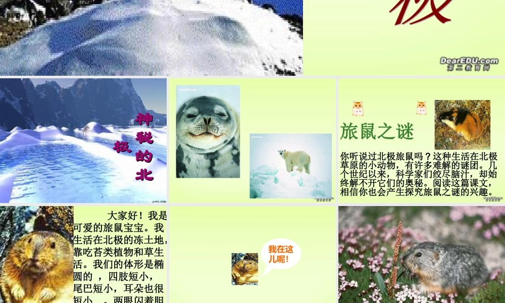 八年级语文下学期旅鼠之谜课件 新课标 人教版 课件