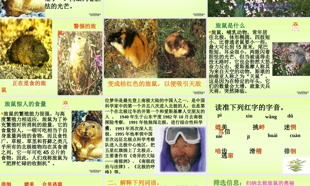 八年级语文下学期旅鼠之谜课件 新课标 人教版 课件