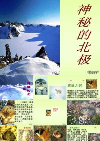 八年级语文下学期旅鼠之谜课件 新课标 人教版 课件