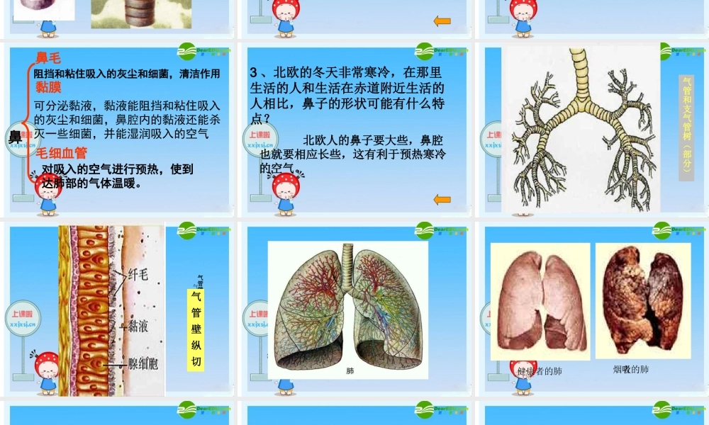 七年级生物下册 呼吸道对空气的处理复习课件 人教新课标版 课件