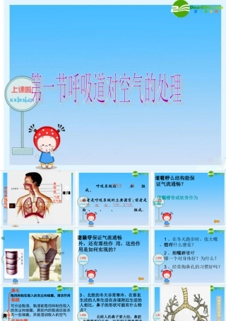 七年级生物下册 呼吸道对空气的处理复习课件 人教新课标版 课件