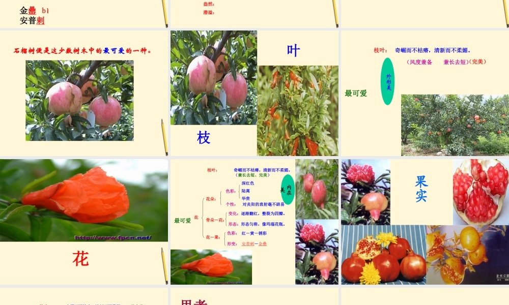 八年级语文下册 第3课(石榴)课件 苏教版 课件