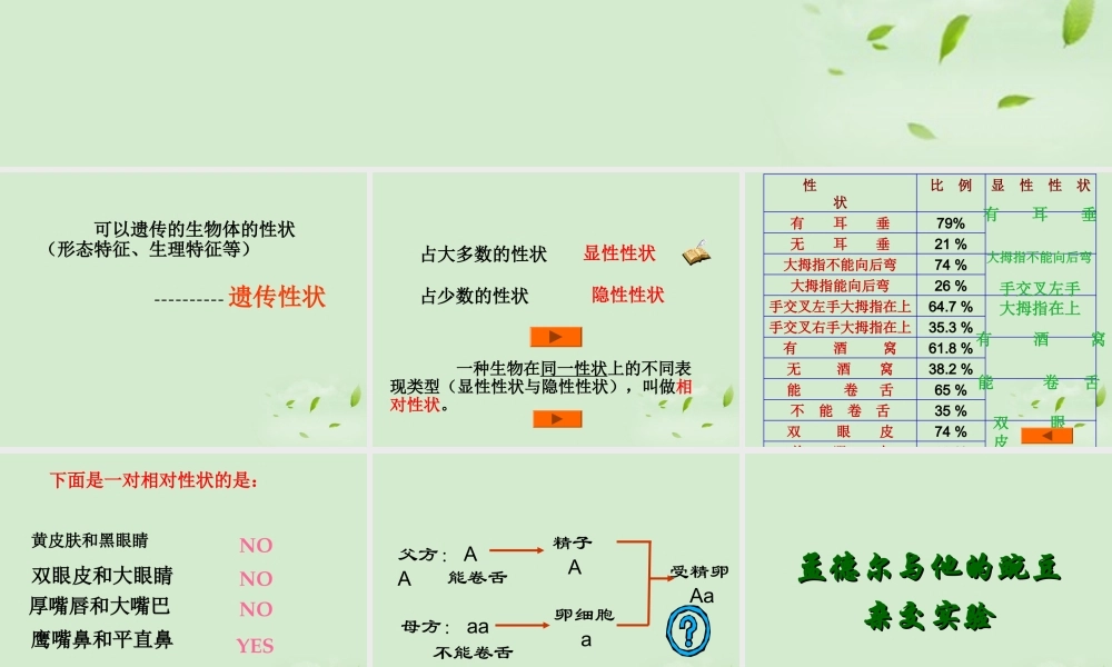 八年级生物 基因的显性和隐性课件 人教新课标版 课件