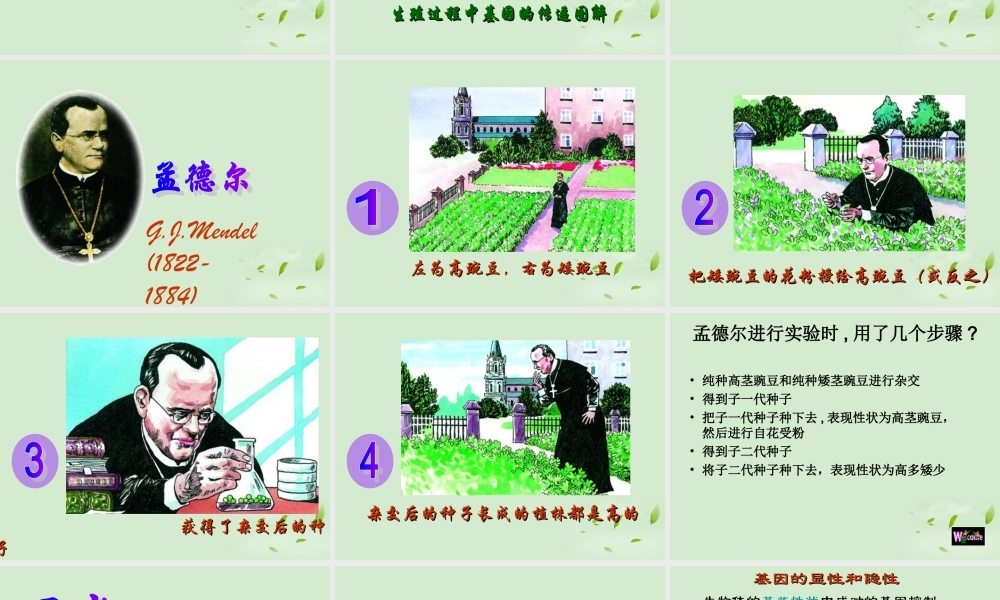 八年级生物 基因的显性和隐性课件 人教新课标版 课件