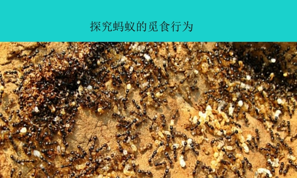 八年级生物上册 第6单元 第17章 第2节 动物的行为 探究蚂蚁的觅食行为课件 (新版)苏科版 课件