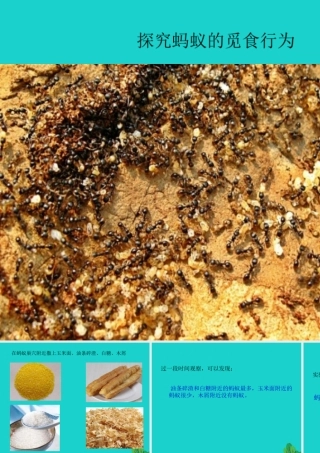 八年级生物上册 第6单元 第17章 第2节 动物的行为 探究蚂蚁的觅食行为课件 (新版)苏科版 课件