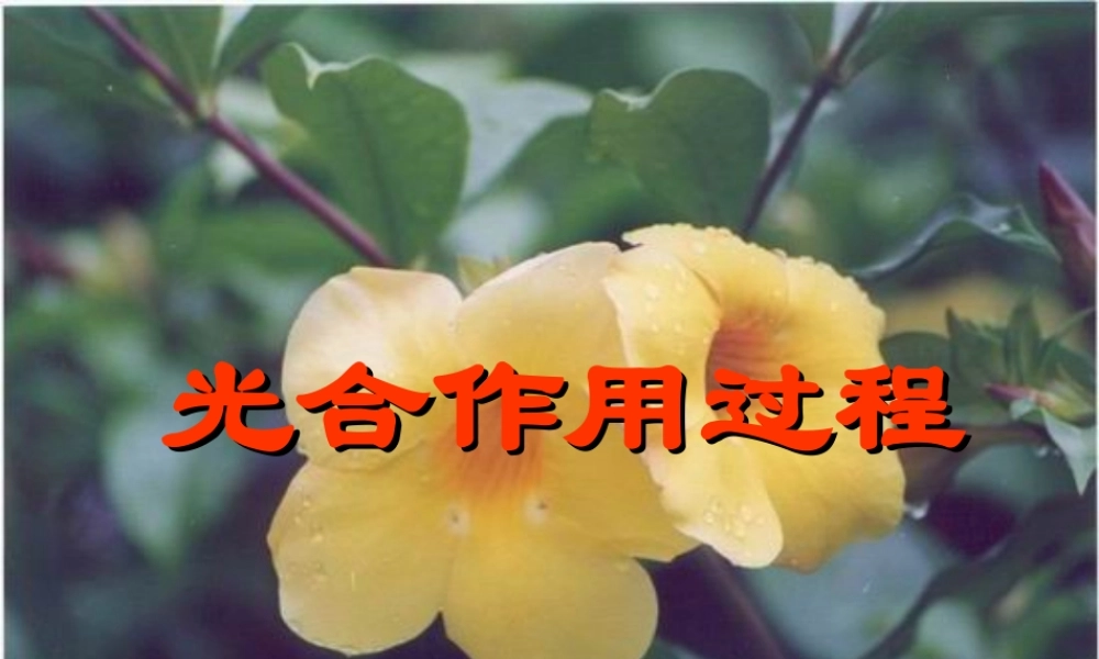 七年级生物光合作用过程课件 新课标 人教版 课件