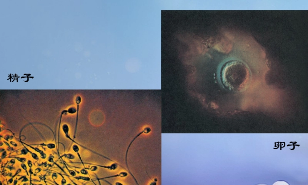 七年级生物下册 第四单元 生物圈中的人 第八章 人是生殖和发育 第一节 精卵结合孕育新的生命组图素材2(新版)苏教版 素材