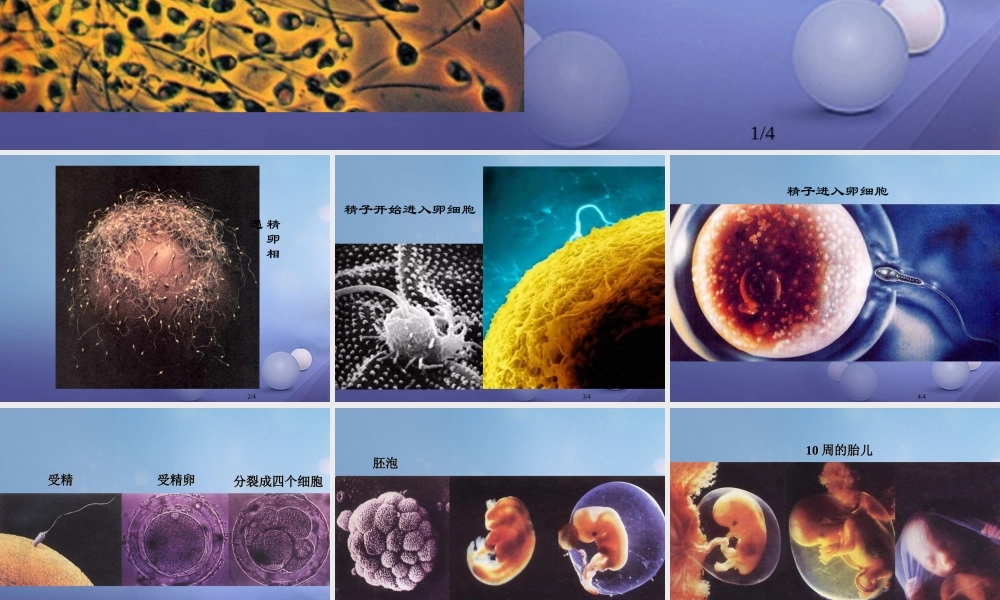 七年级生物下册 第四单元 生物圈中的人 第八章 人是生殖和发育 第一节 精卵结合孕育新的生命组图素材2(新版)苏教版 素材