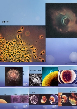 七年级生物下册 第四单元 生物圈中的人 第八章 人是生殖和发育 第一节 精卵结合孕育新的生命组图素材2(新版)苏教版 素材