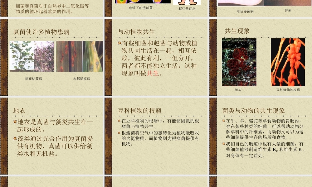 七年级生物细菌和真菌在自然界中的作用课件新人教版 课件