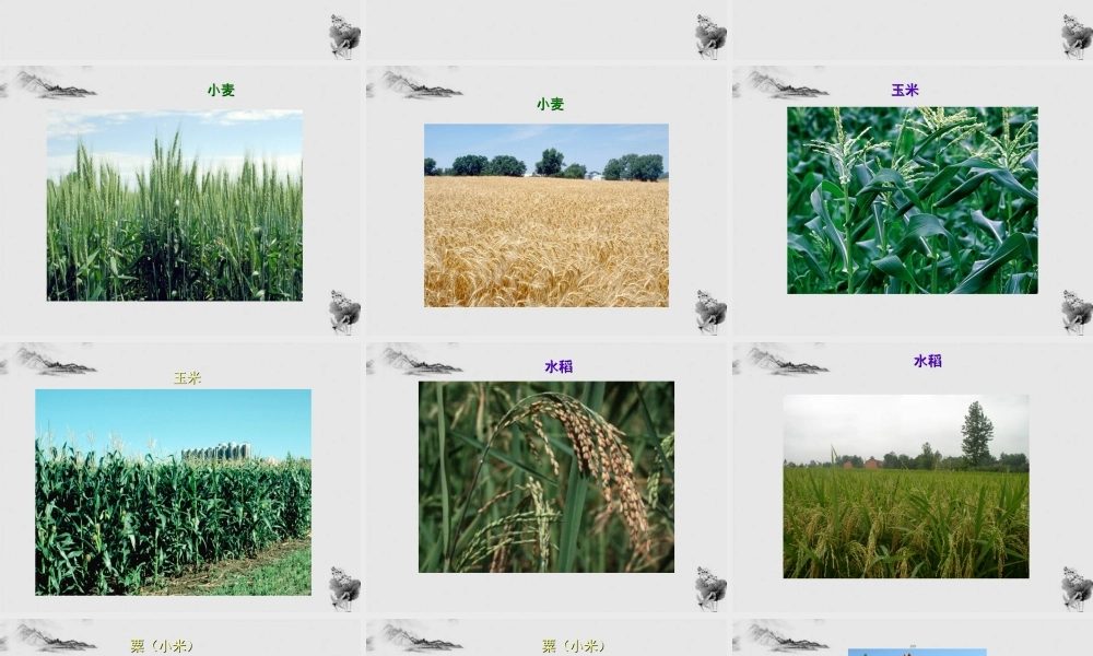 七年级生物上册 我们身边的生物图片1课件 人教新课标版 课件