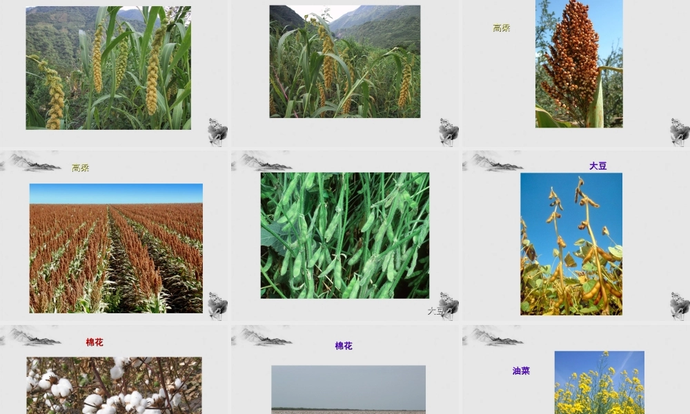 七年级生物上册 我们身边的生物图片1课件 人教新课标版 课件
