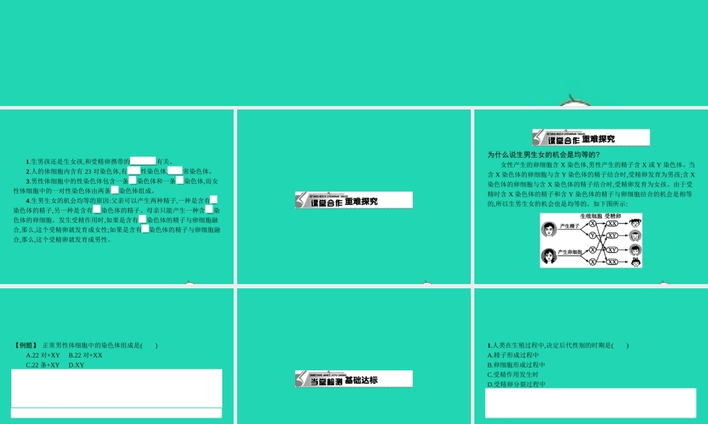 八年级生物下册 6.2.1 遗传(第3课时)课件 (新版)冀教版 课件