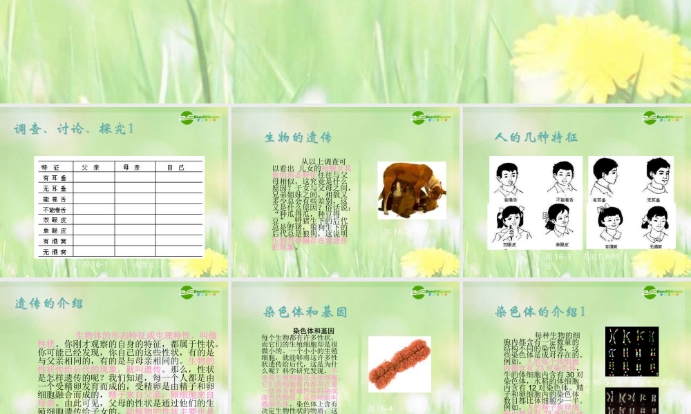 八年级生物下册 生物的遗传课件 苏科版 课件