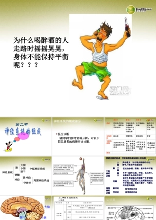 八年级生物下册 第六章 神经系统的组成配套课件 鲁科版 课件