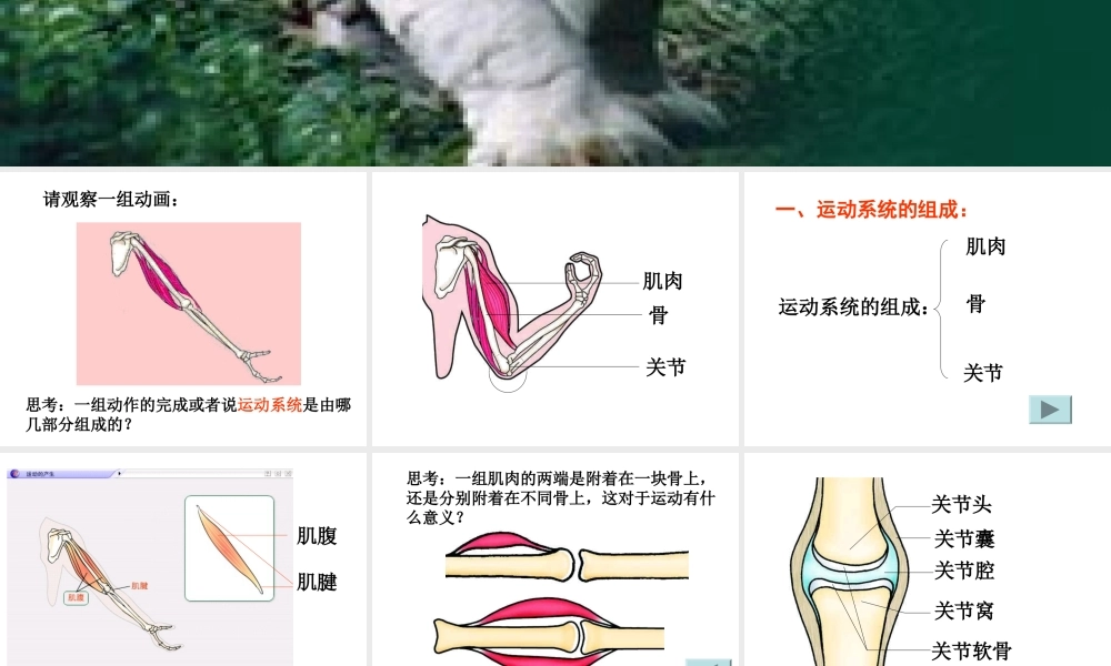 八年级生物 动物的运动课件
