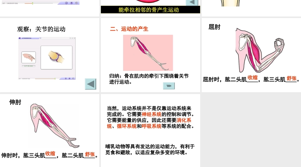 八年级生物 动物的运动课件