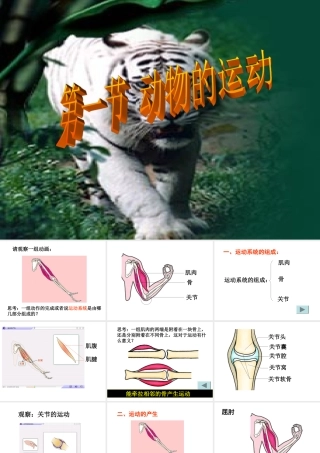 八年级生物 动物的运动课件