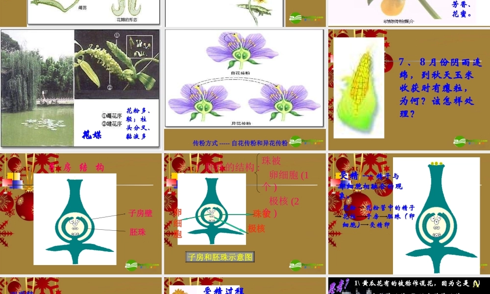七年级生物上册 传粉与受精课件 人教版 课件