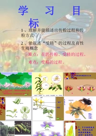 七年级生物上册 传粉与受精课件 人教版 课件