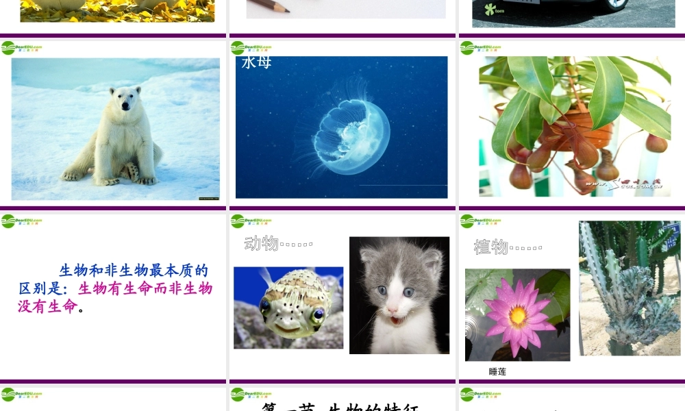 七年级生物上册 第一节 生物的特征课件 人教新课标版 课件