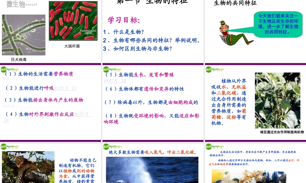 七年级生物上册 第一节 生物的特征课件 人教新课标版 课件