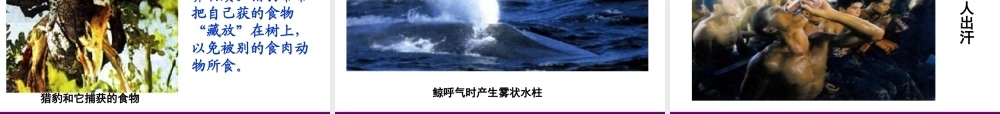 七年级生物上册 第一节 生物的特征课件 人教新课标版 课件