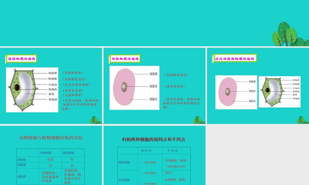 七年级生物上册 第三章 第一节 细胞 对比动植物细胞的结构课件 (新版)北京版 课件