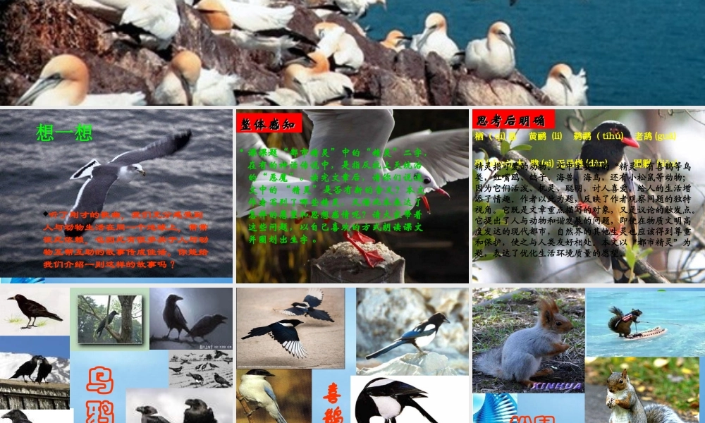 八年级语文上册 (精灵)讲课课件 人教新课标版 课件