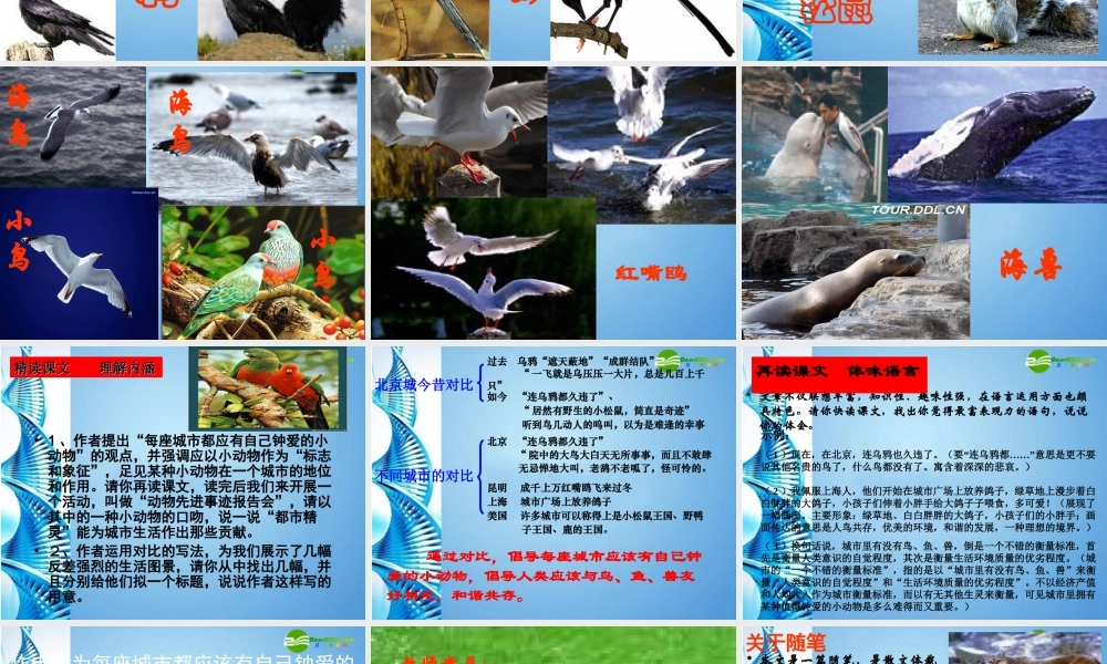 八年级语文上册 (精灵)讲课课件 人教新课标版 课件