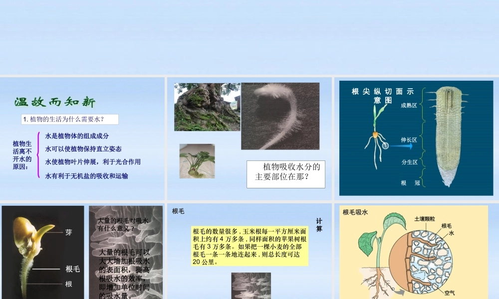 七年级生物上册 水分进入植物体的方式课件 人教新课标版 课件