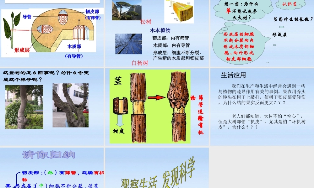 七年级生物上册 水分进入植物体的方式课件 人教新课标版 课件