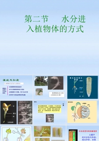 七年级生物上册 水分进入植物体的方式课件 人教新课标版 课件