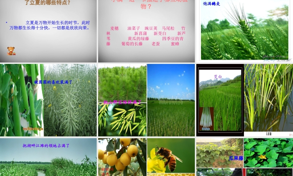 七年级语文下册 第7课 夏天的旋律课件 鄂教版 课件