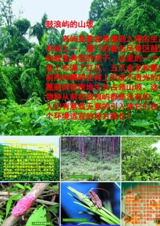 八年级语文生物入侵者课件4 新课标 人教版 课件