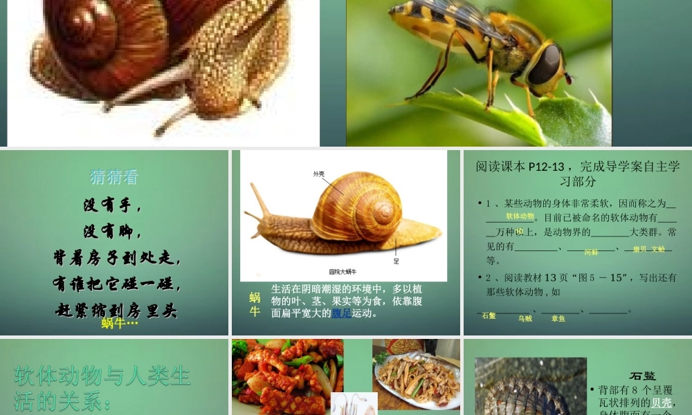 八年级生物上册 5.1.3 软体动物和节肢动物课件 (新版)新人教版 课件