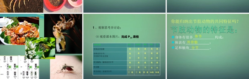 八年级生物上册 5.1.3 软体动物和节肢动物课件 (新版)新人教版 课件