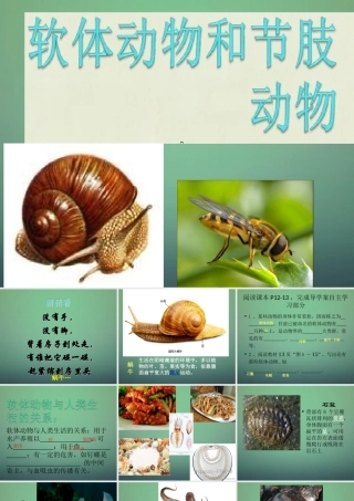 八年级生物上册 5.1.3 软体动物和节肢动物课件 (新版)新人教版 课件