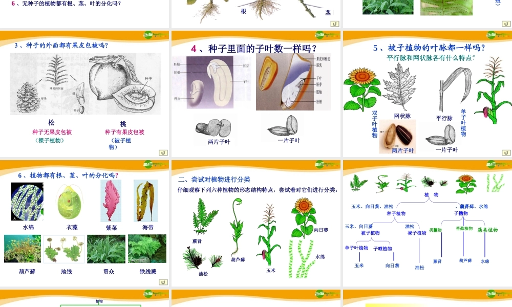 八年级生物上册 第一章根据生物的特征进行分类课件 人教新课标版 课件