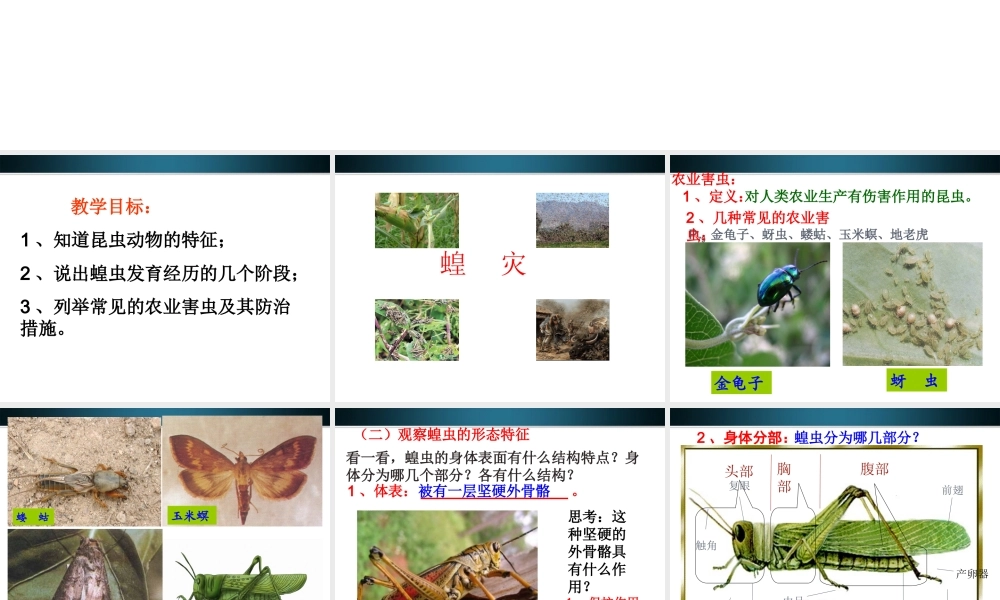 七年级生物上册 多种多样动物农业害虫课件 冀教版 课件