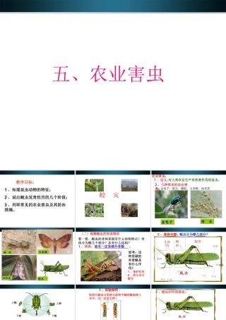 七年级生物上册 多种多样动物农业害虫课件 冀教版 课件