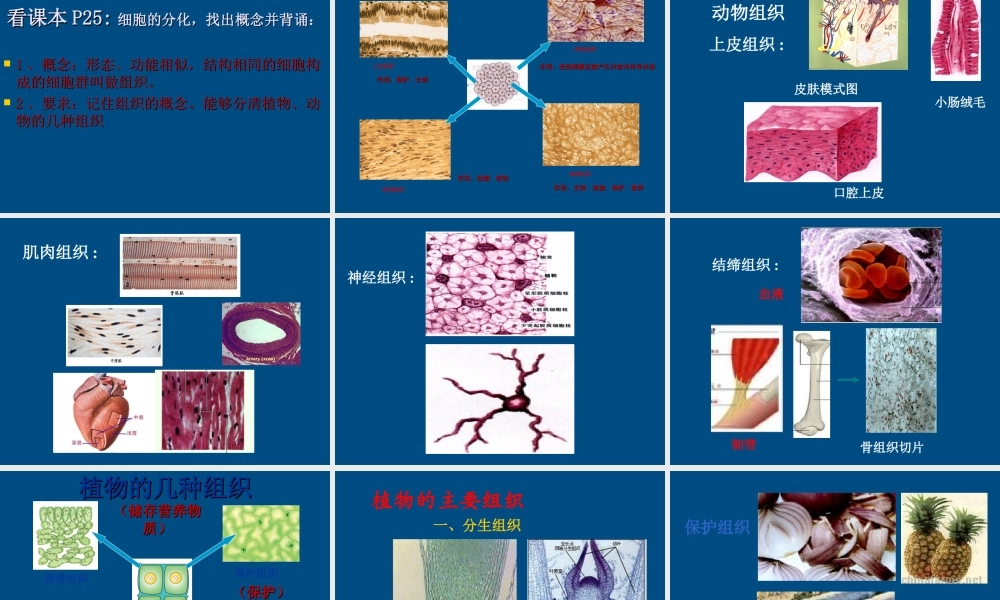 七年级生物上册 第一单元2.3细胞的分裂与分化课件 济南版 课件