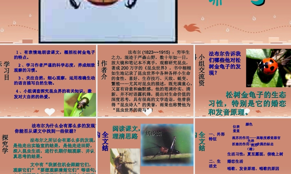 中学七年级语文下册(第16课 松树金龟子)课件 (新版)苏教版 课件