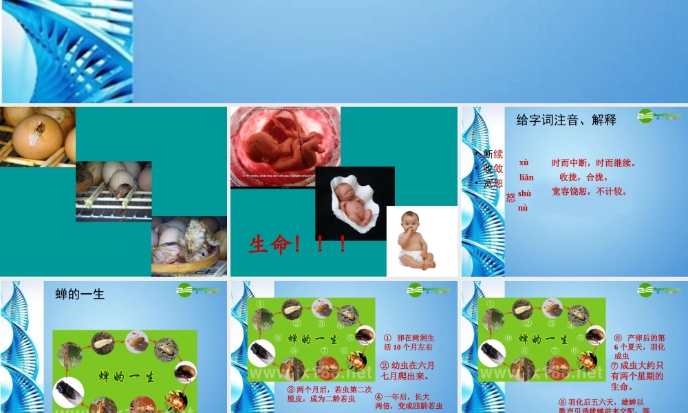 七年级语文下册 短文两篇之(蝉)课件 苏教版 课件