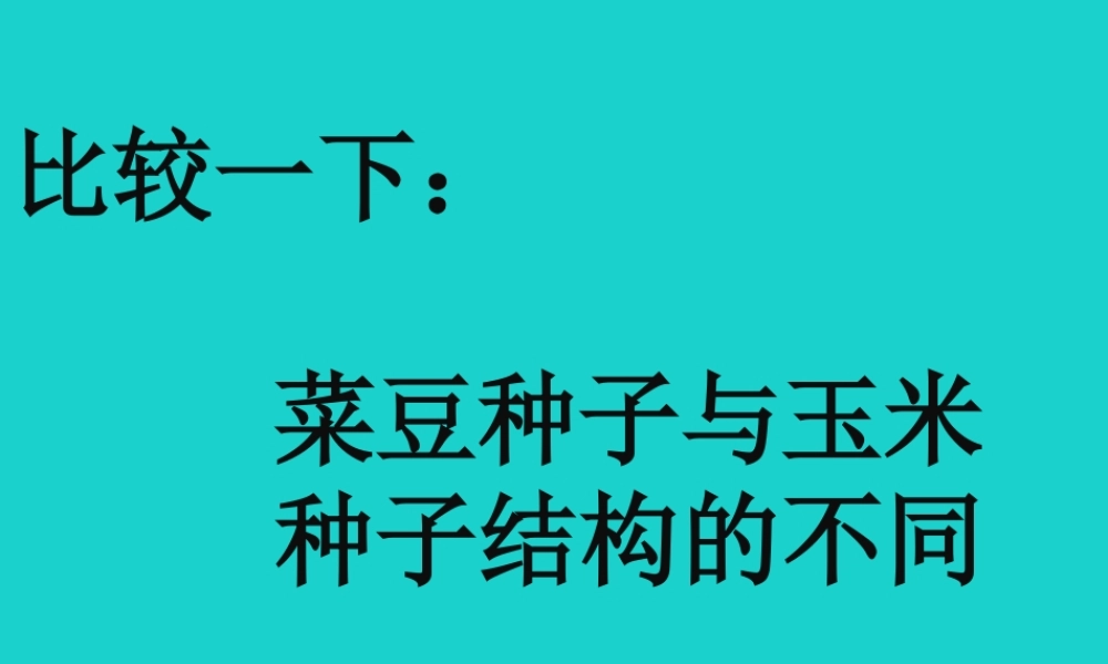 八年级生物上册 第三单元 第一章 第一节 种子萌发的过程 活动：菜豆种子与玉米种子结构的比较课件 冀少版 课件